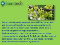 /album/fotogaleria-stemflo/diapositiva35-jpg1/